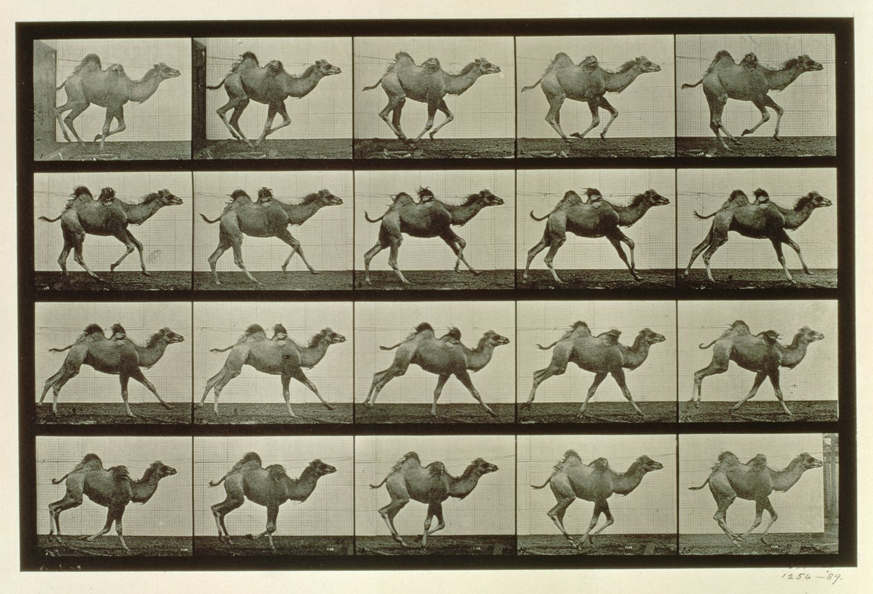 Camel (Plate from 
