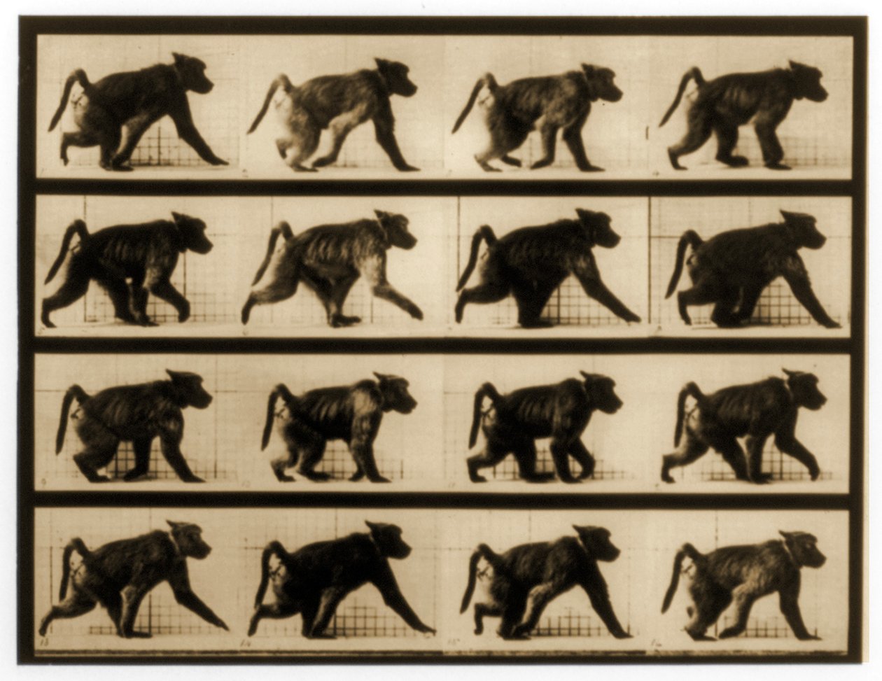 Image sequence of a Baboon running, 