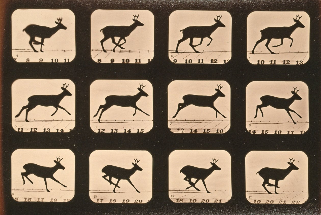 Image Sequence of a Deer Running, 