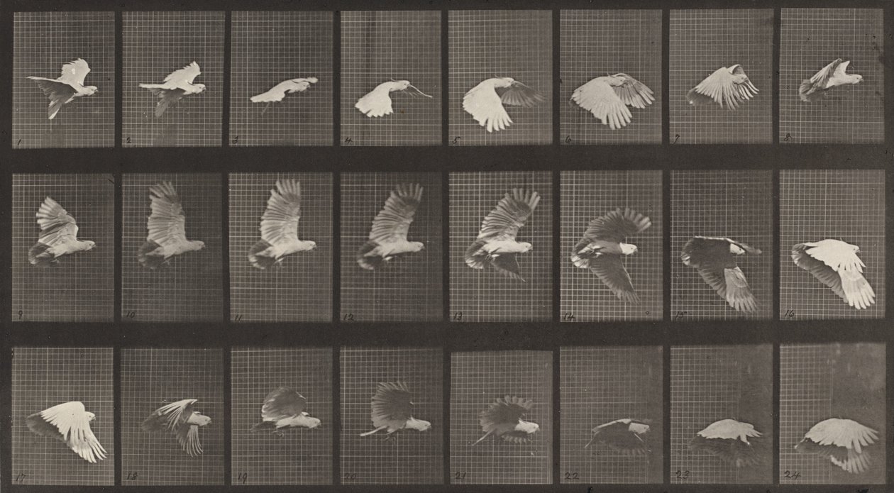 Cockatoo Flying (Plate Number 758) by Eadweard Muybridge