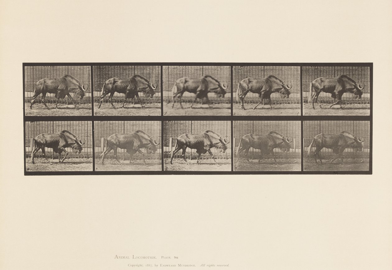 Gnu; Walking by Eadweard Muybridge