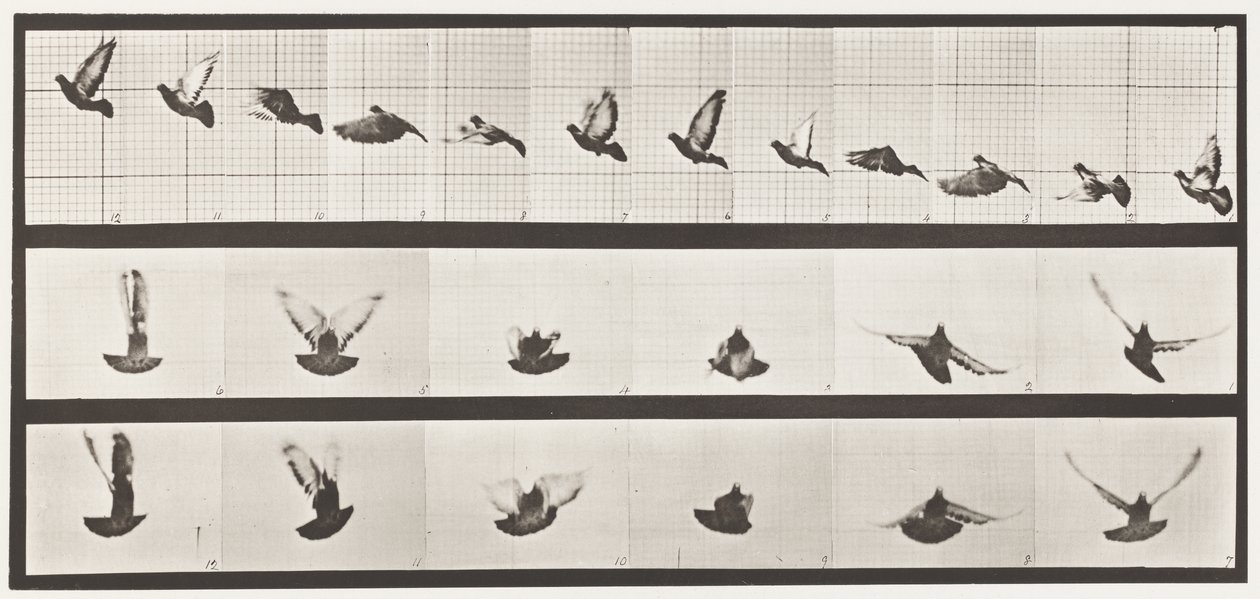 Plate 755. Pigeon; Flying by Eadweard Muybridge