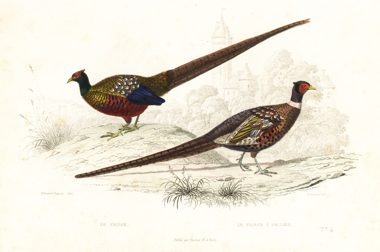 Green pheasant and common pheasant by Edouard (after) Travies
