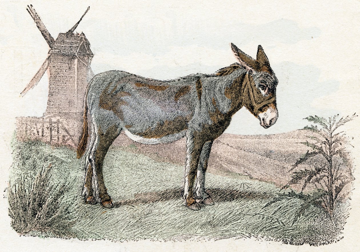 Donkey from 