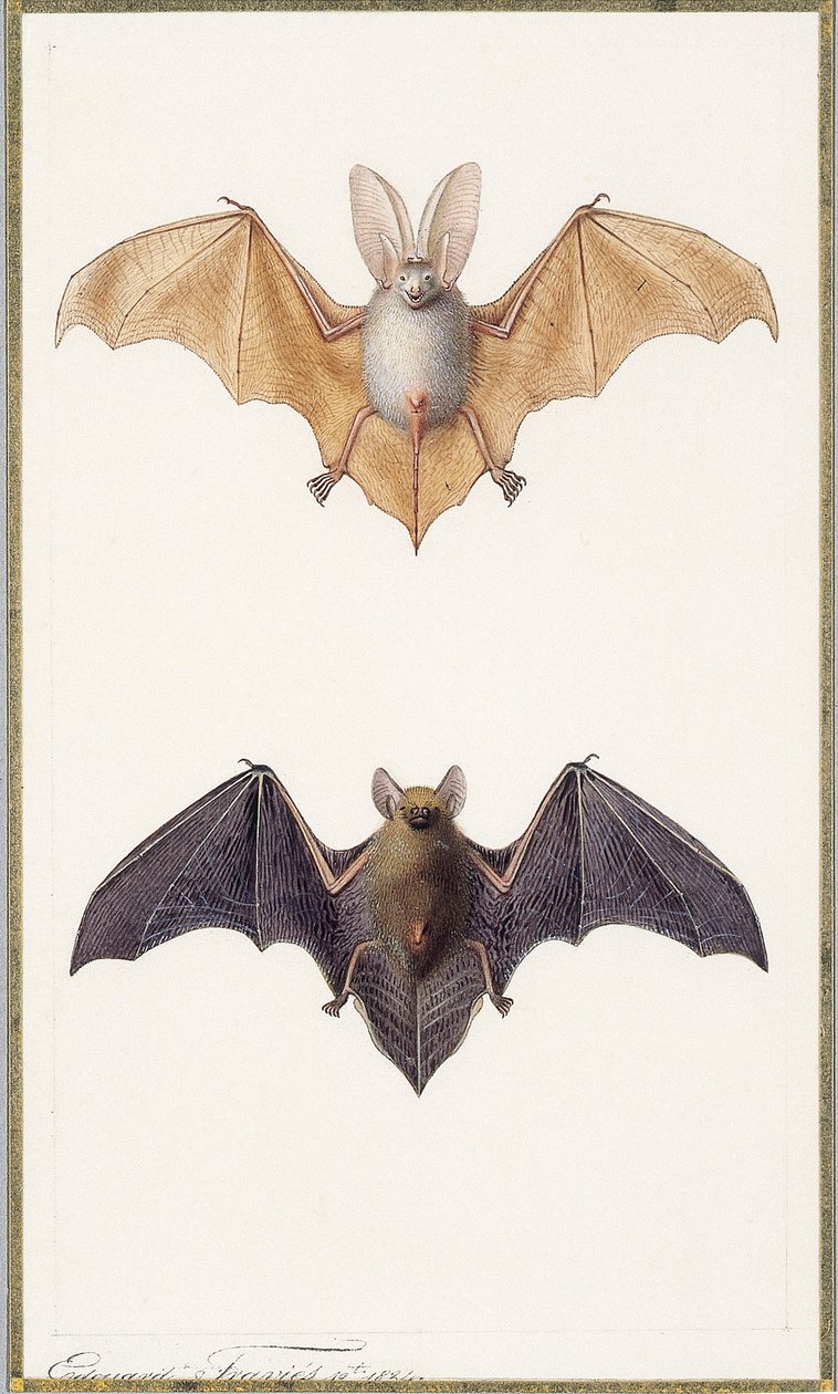 Long-eared Bat and a Common Bat by Edouard Travies