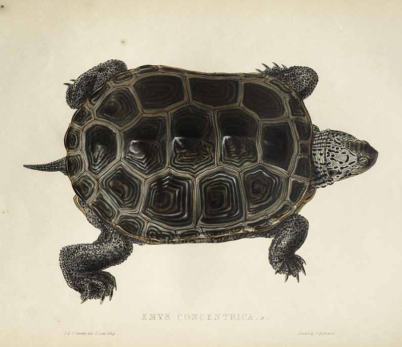 Concentric Terrapin by Edward Lear