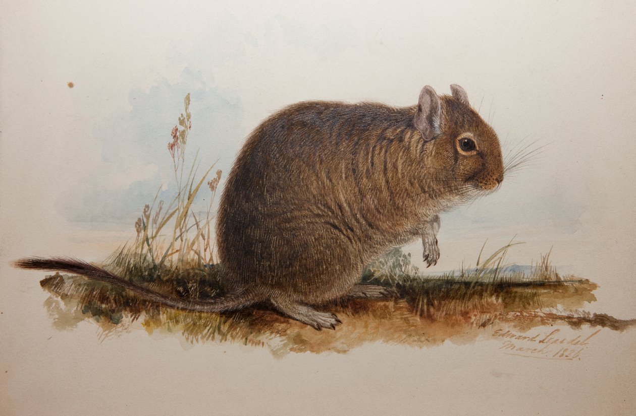 Octodon cumingii by Edward Lear