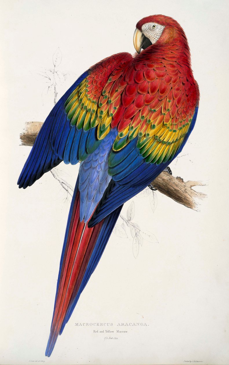 Parrot by Edward Lear