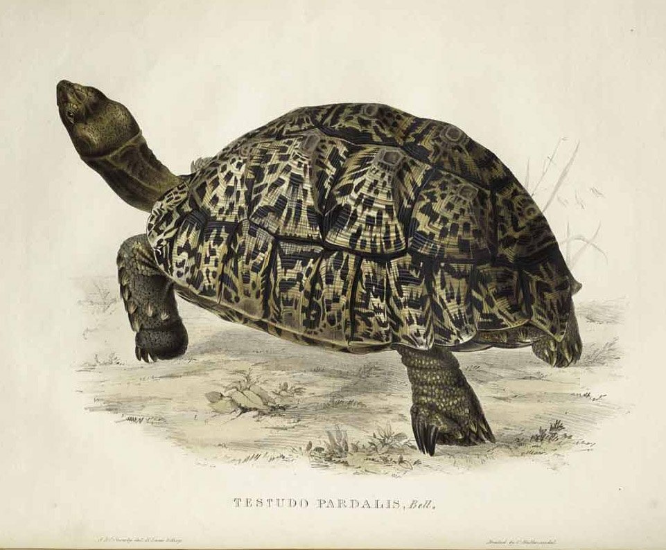 Leopard Tortoise by Edward Lear