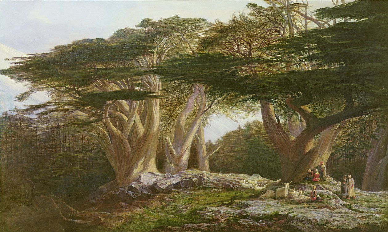 The Cedars of Lebanon by Edward Lear