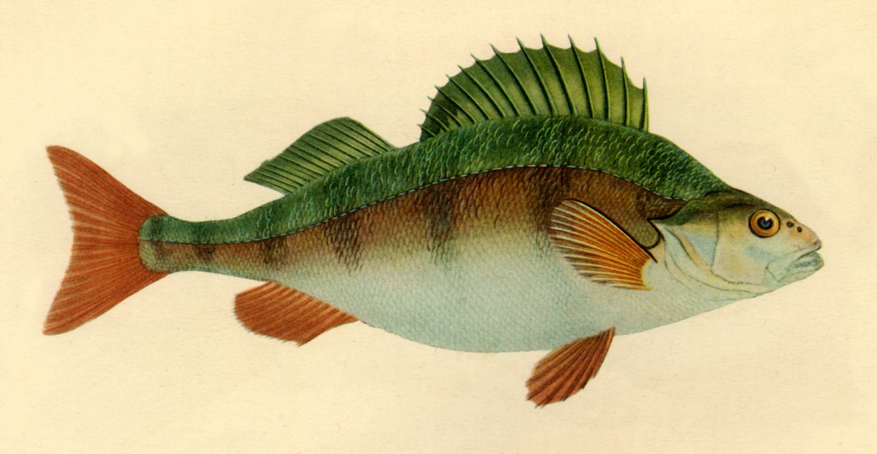 Perch by Edward Donovan