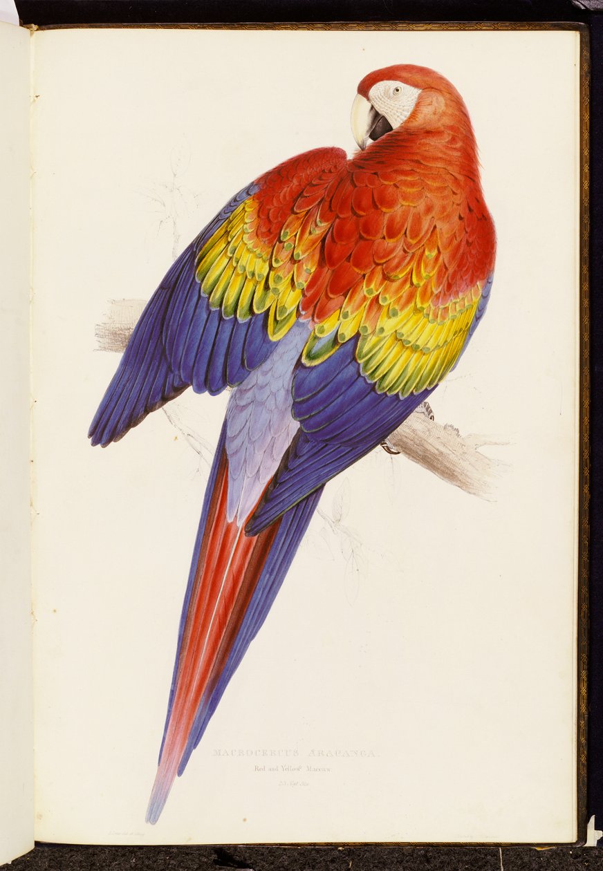 Red and Yellow Macaw by Edward Lear