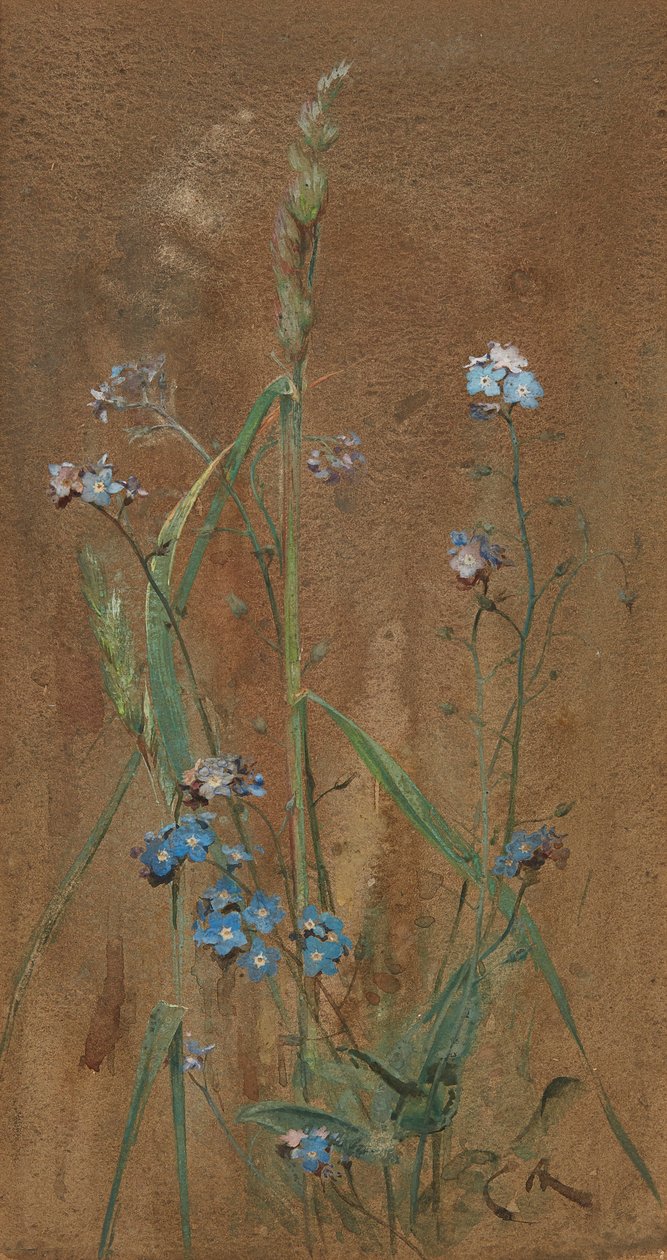 Forget-Me-Not by Edwin John Alexander