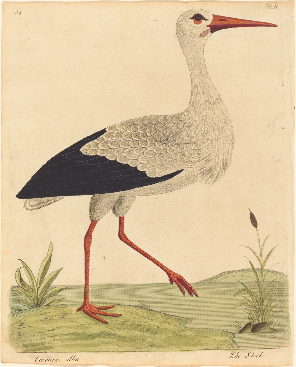 The Stork Ciconia Alba by Eleazar Albin