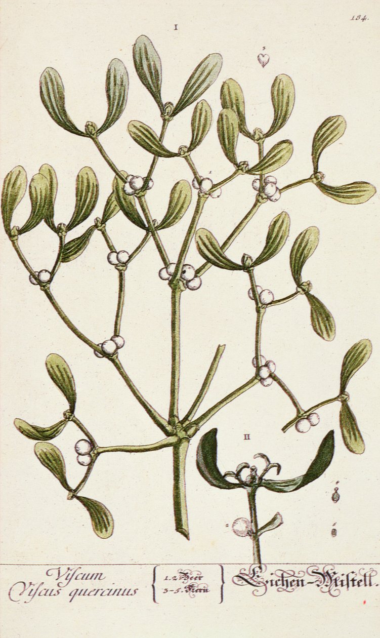 Mistletoe from 