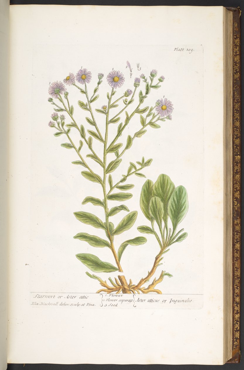 Plate 109, from 