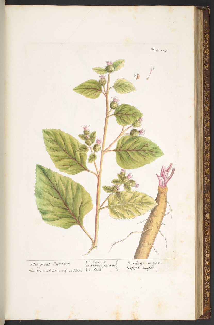 Plate 117, from 