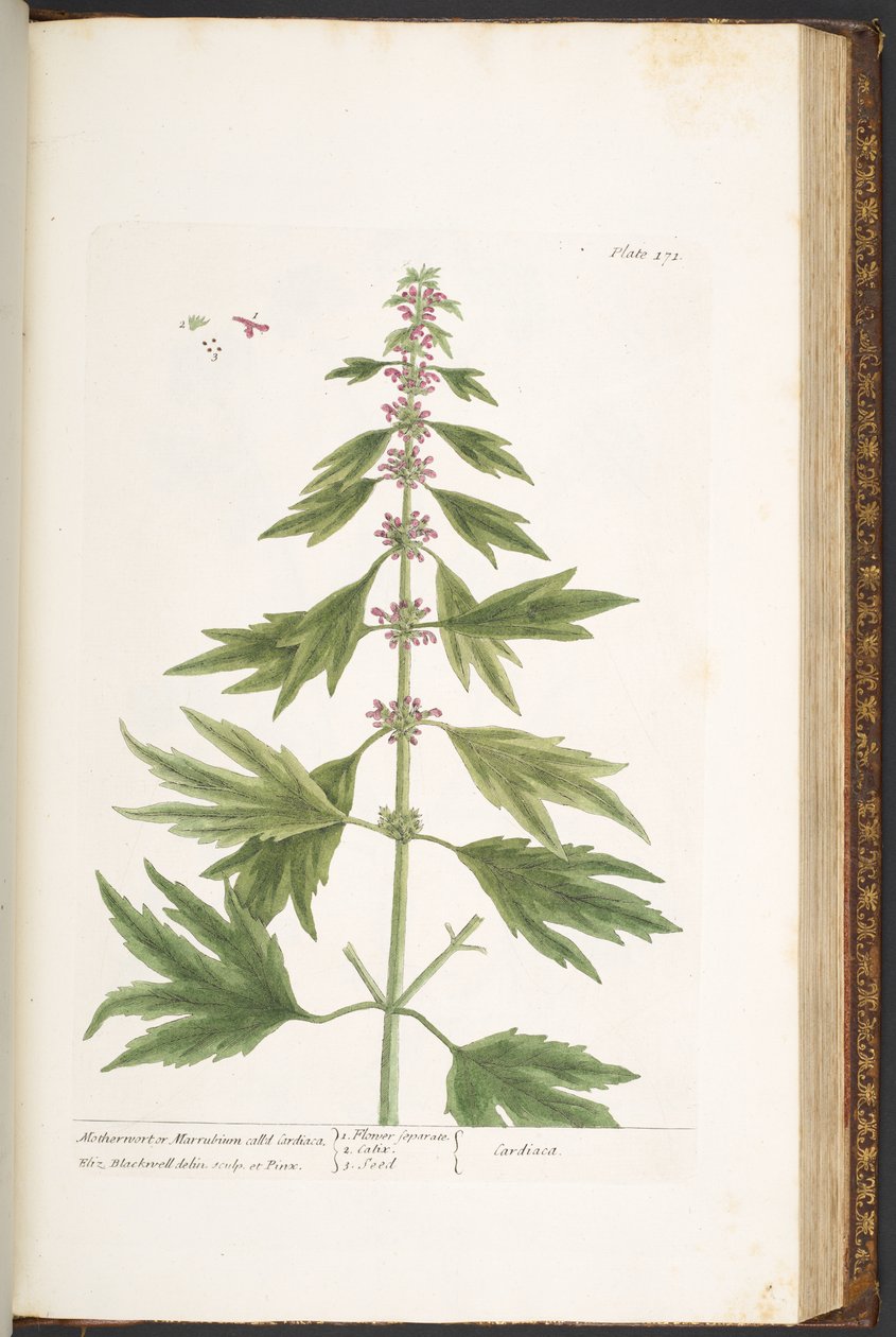 Plate 171, from 
