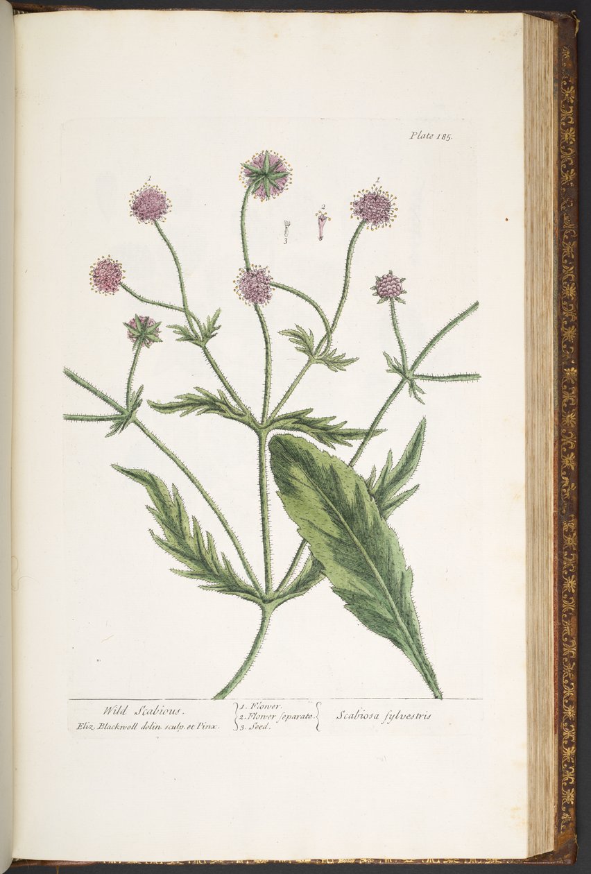 Plate 185, from 