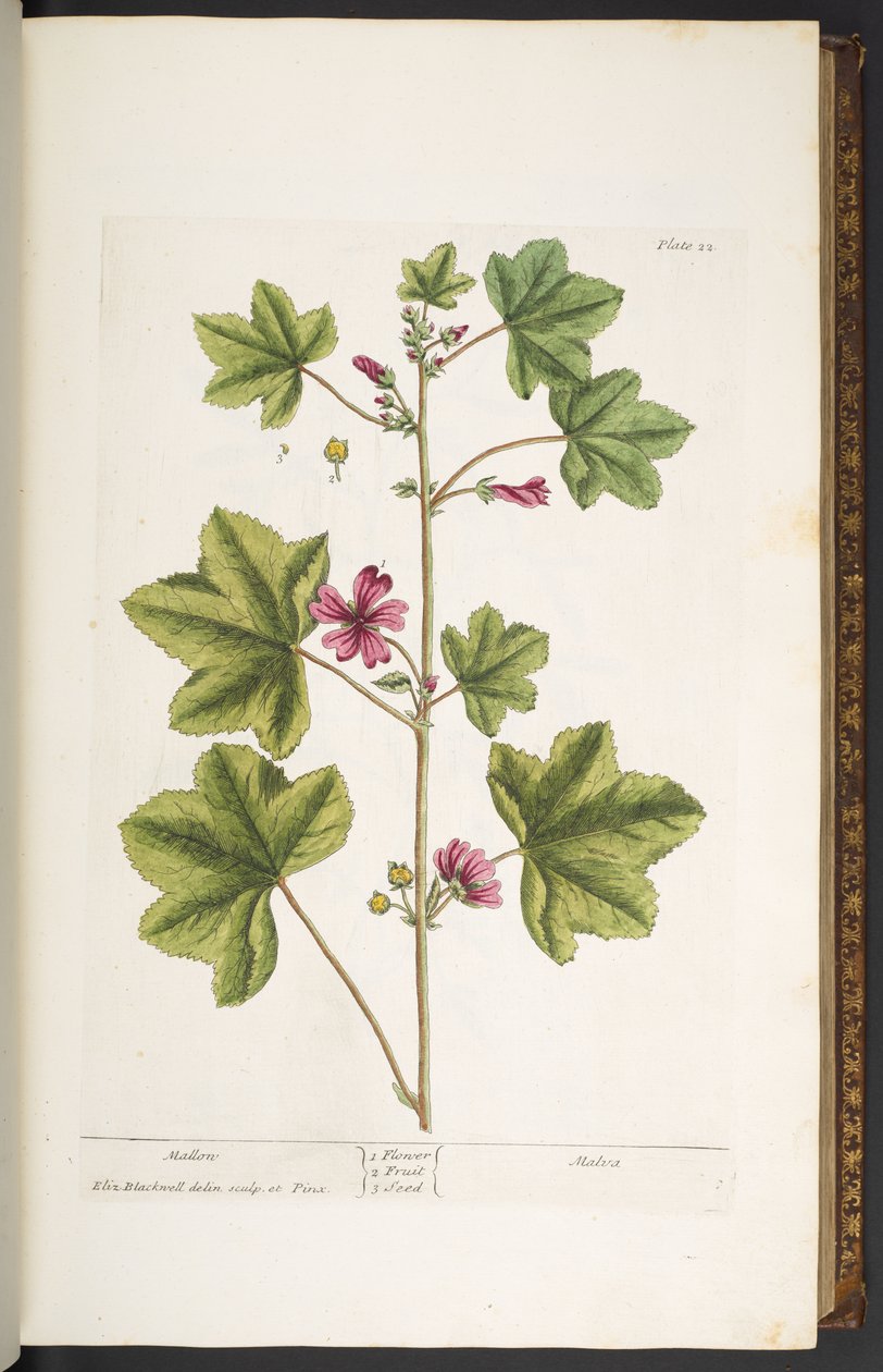 Plate 22, Mallon, from 