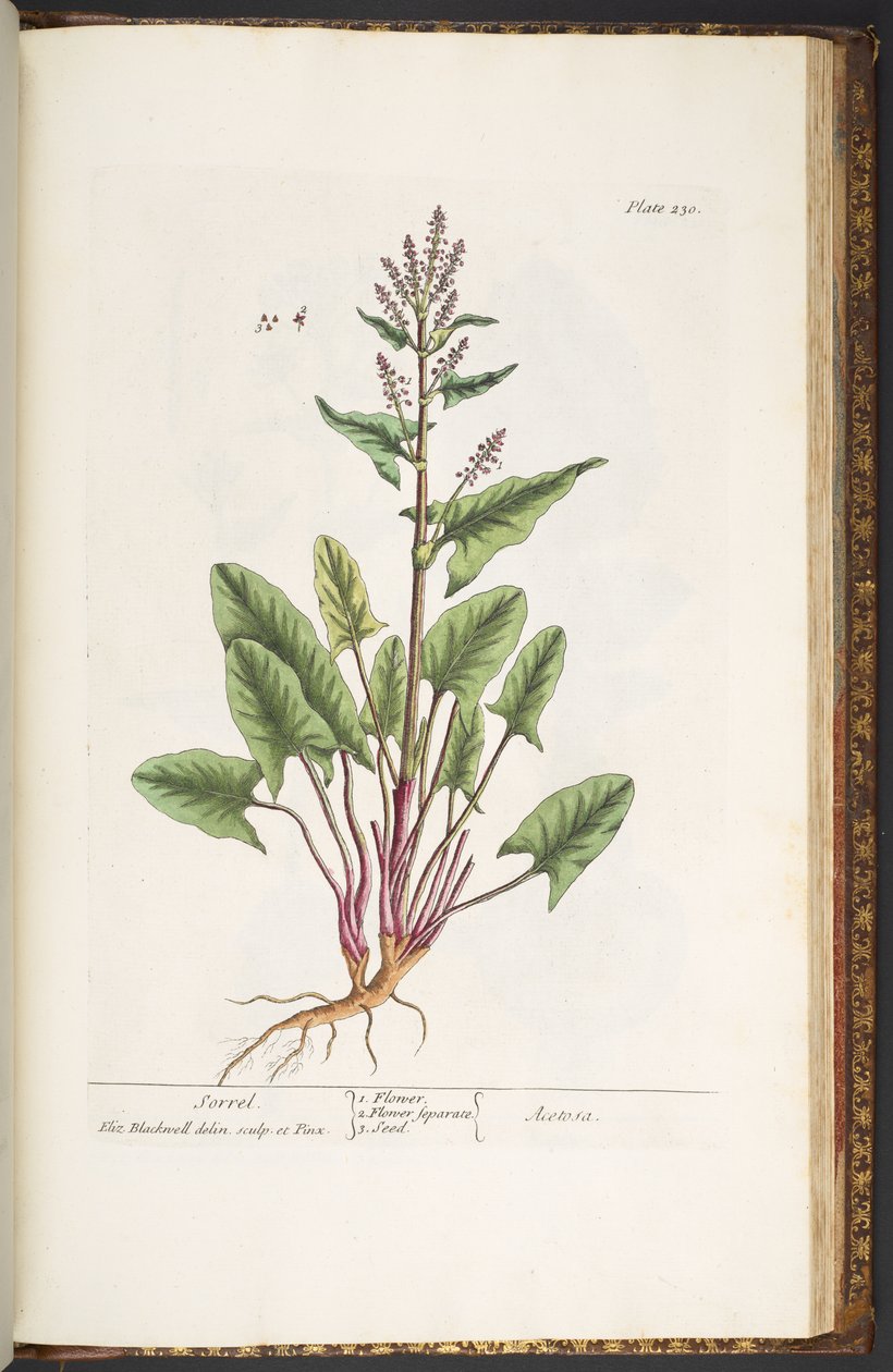 Plate 230, from 