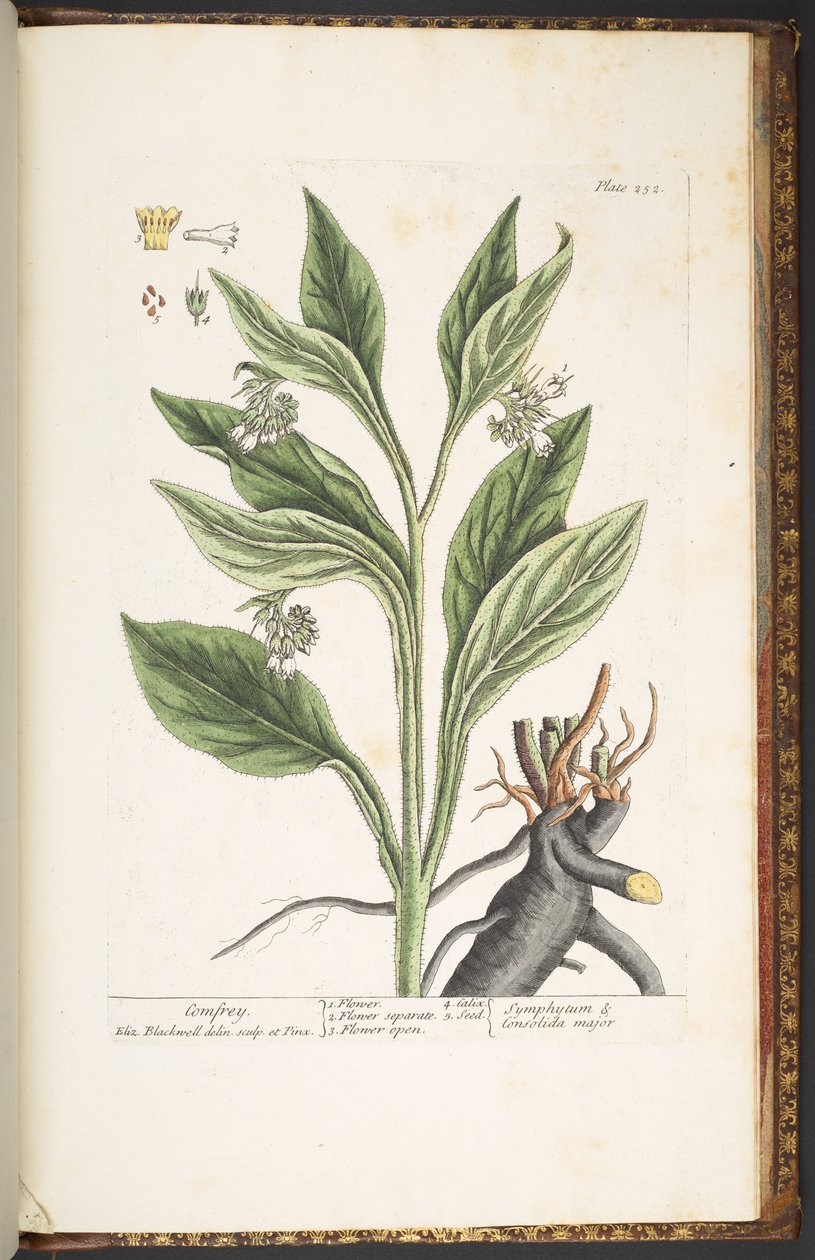 Plate 252, from 