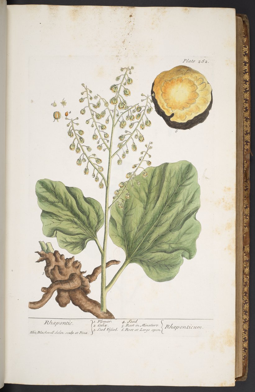 Plate 262, from 
