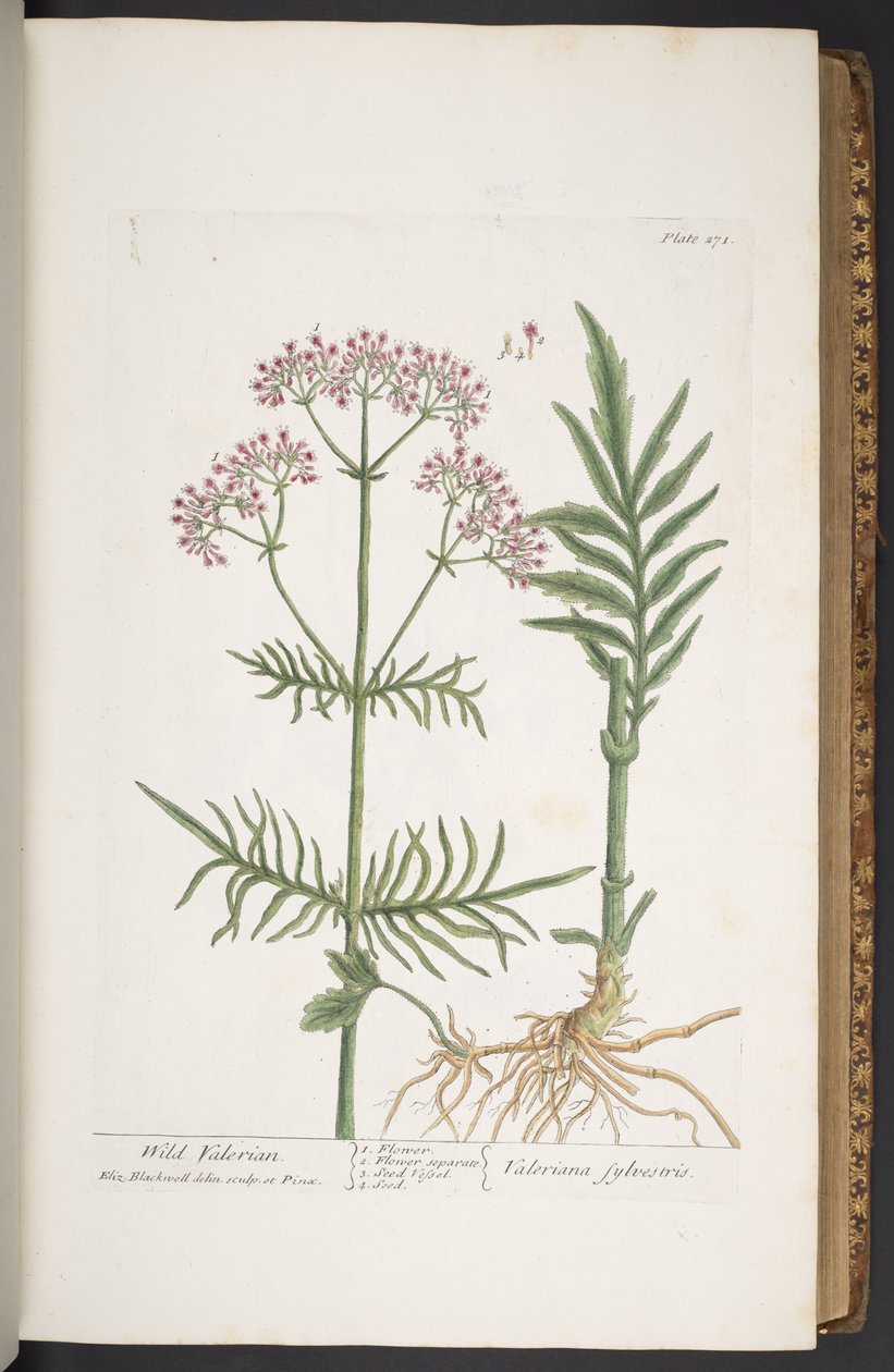 Plate 271, from 