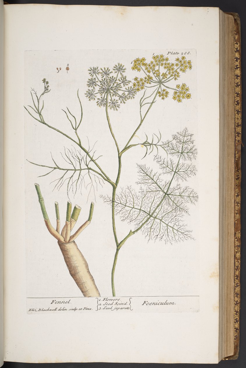 Plate 288, from 