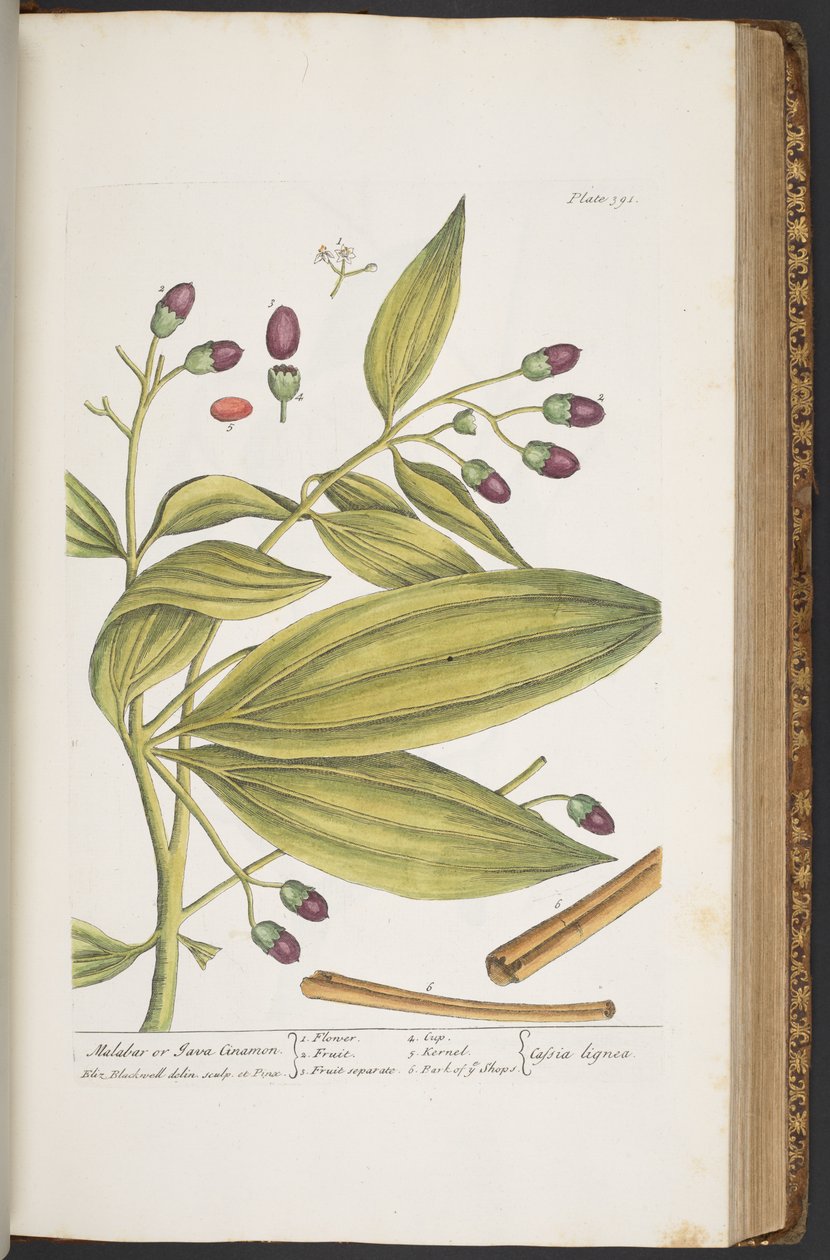 Plate 391, from 