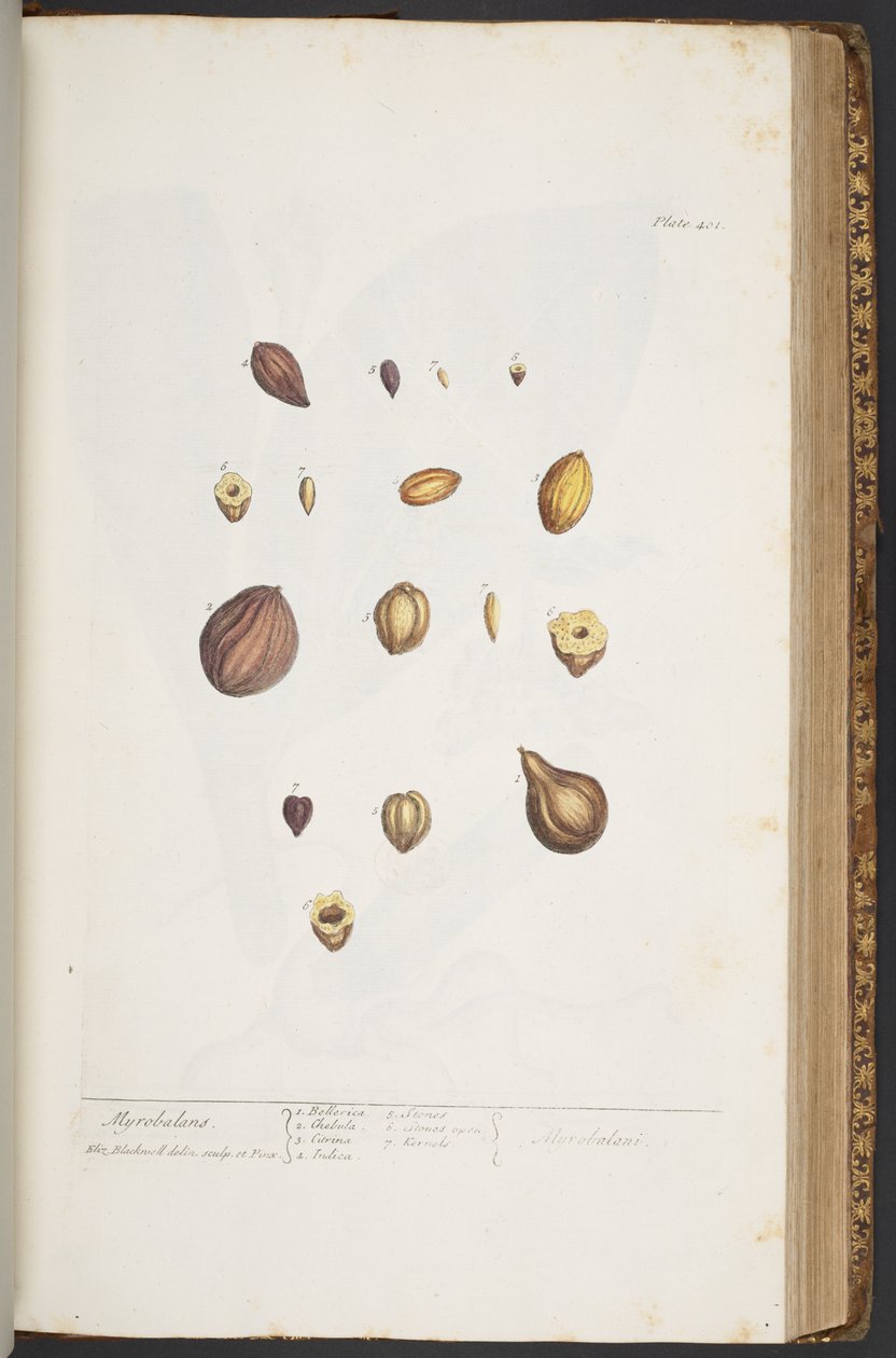 Plate 401, from 