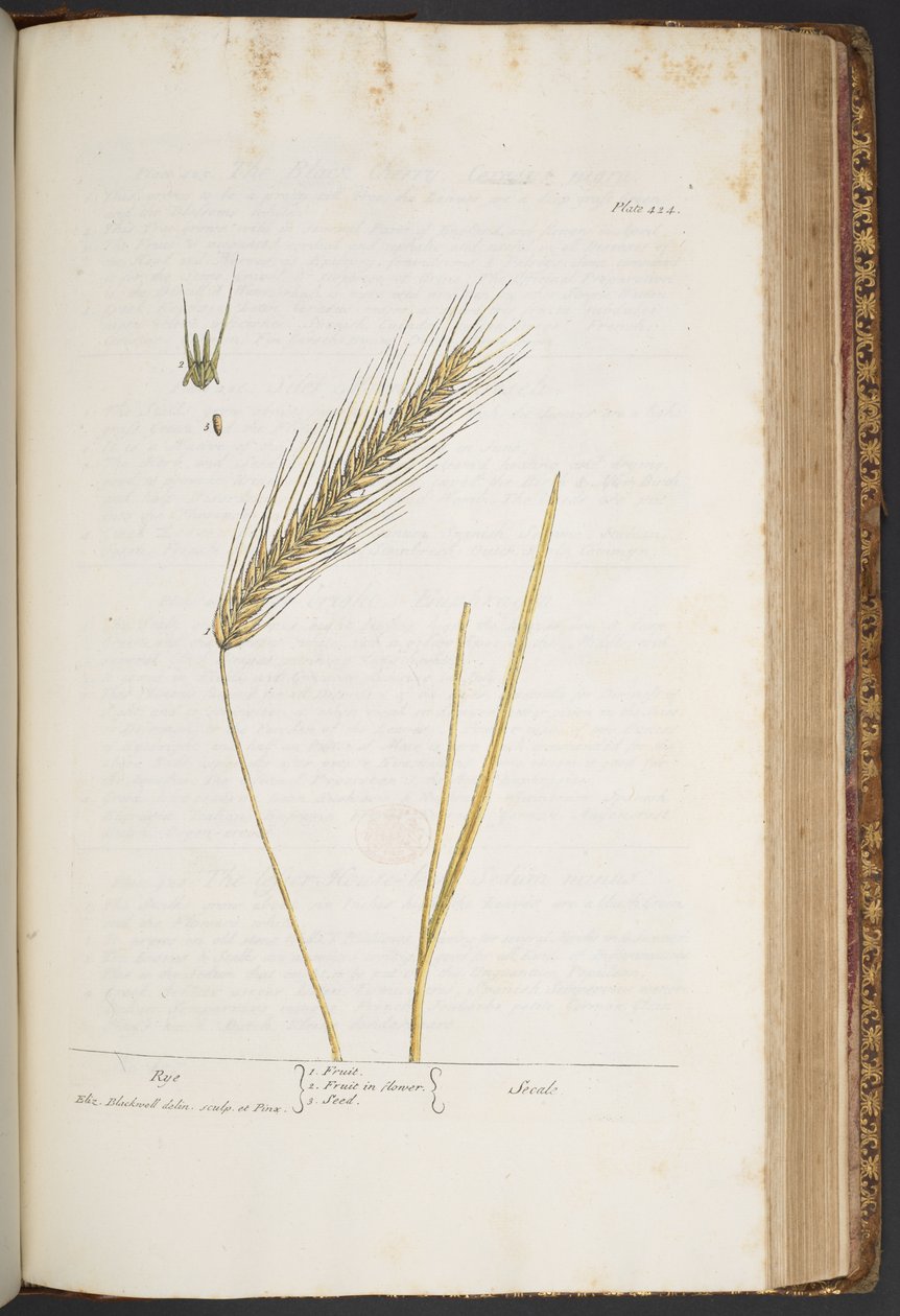 Plate 424, from 