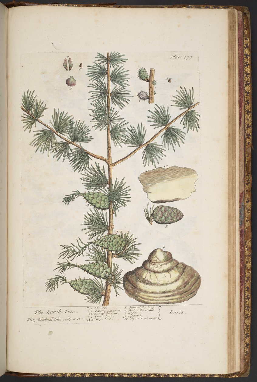 Plate 477, from 