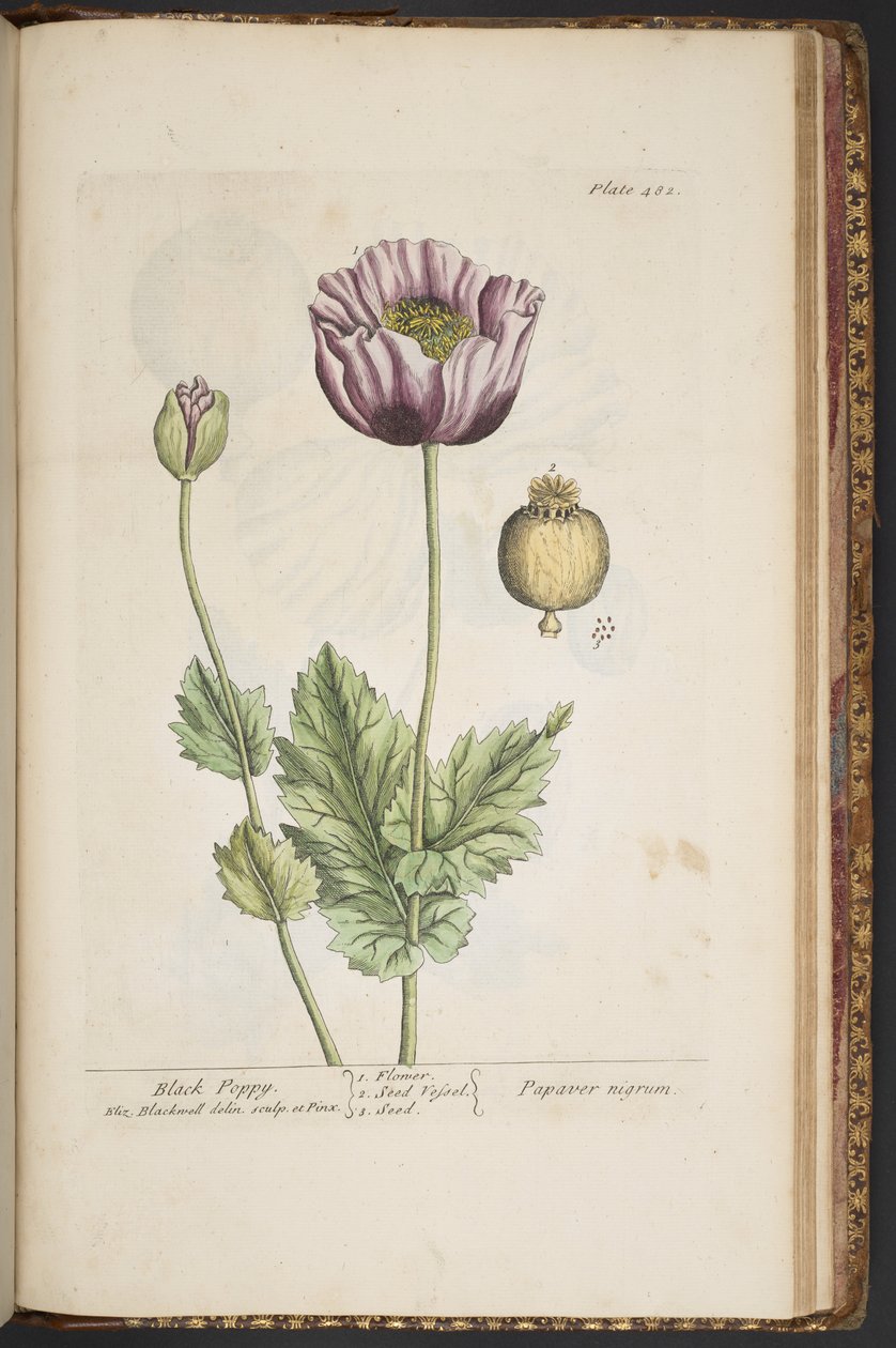 Plate 482, from 
