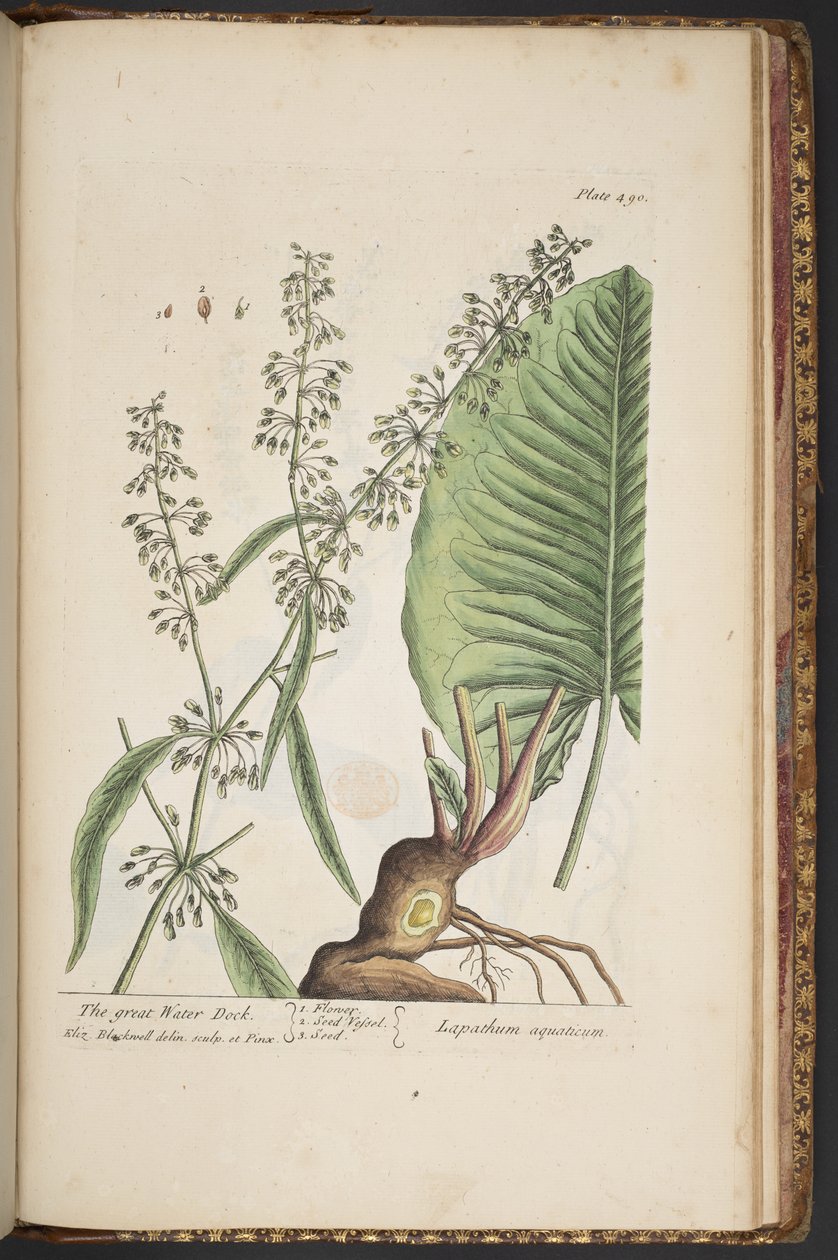 Plate 490, from 