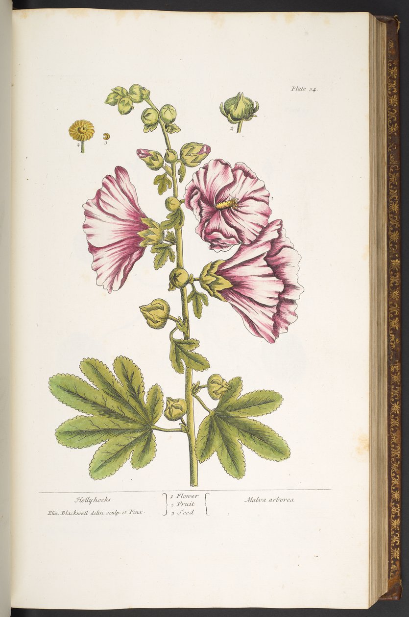 Plate 54, Hollyhocks, from 