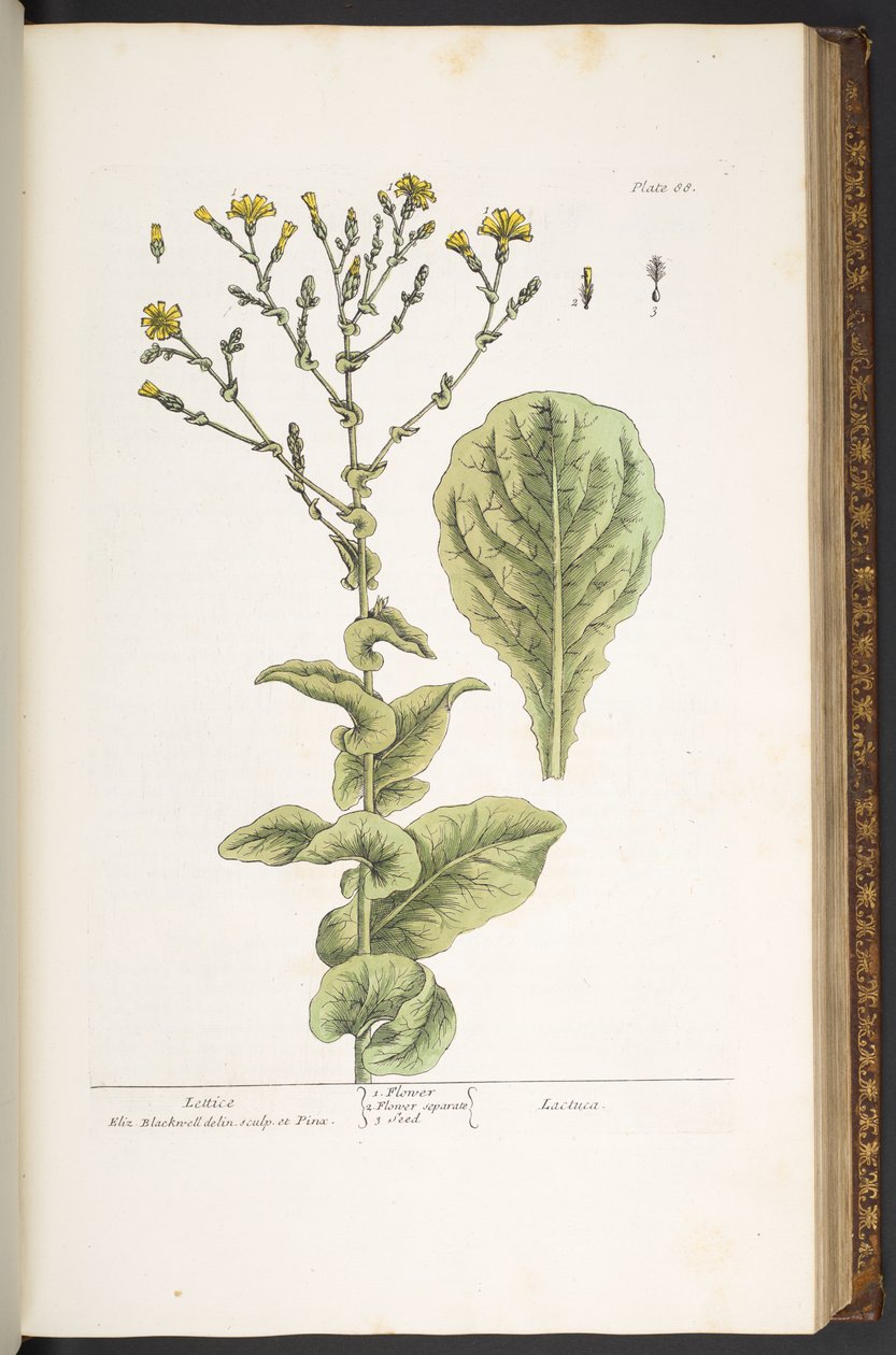 Plate 88, from 