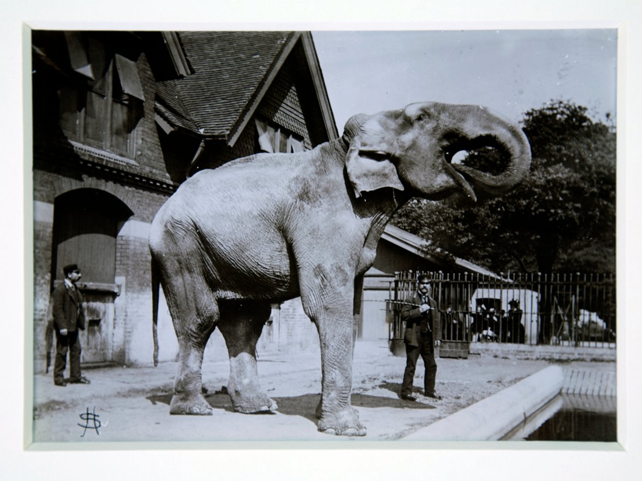 Jumbo the Elephant at London Zoo, 1870s by English Photographer