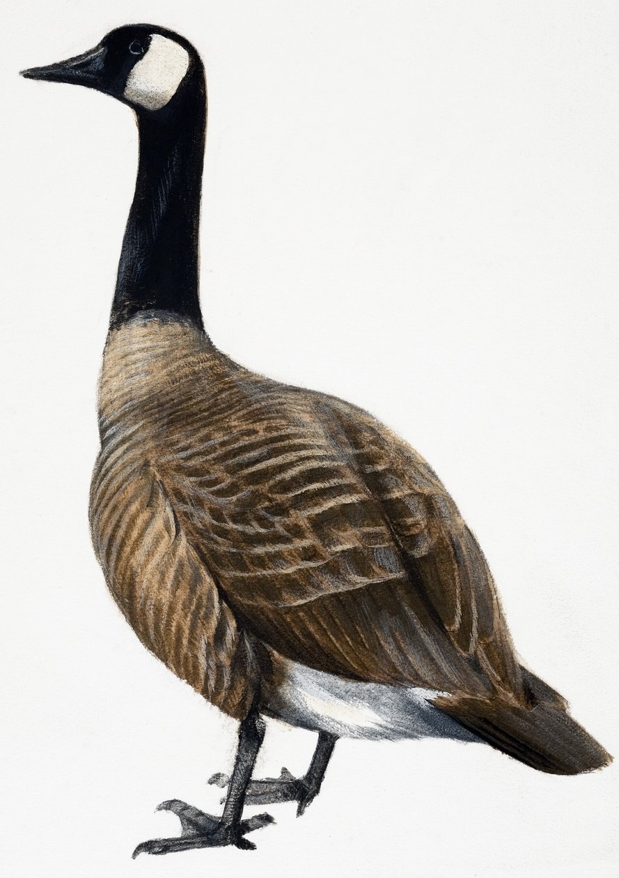 Brent Goose by English School