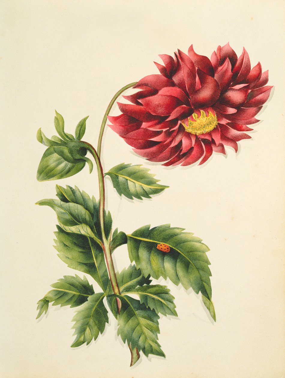 Chrysanthemum, from Flowers, an English Botanical Manuscript, c.1840 by English School