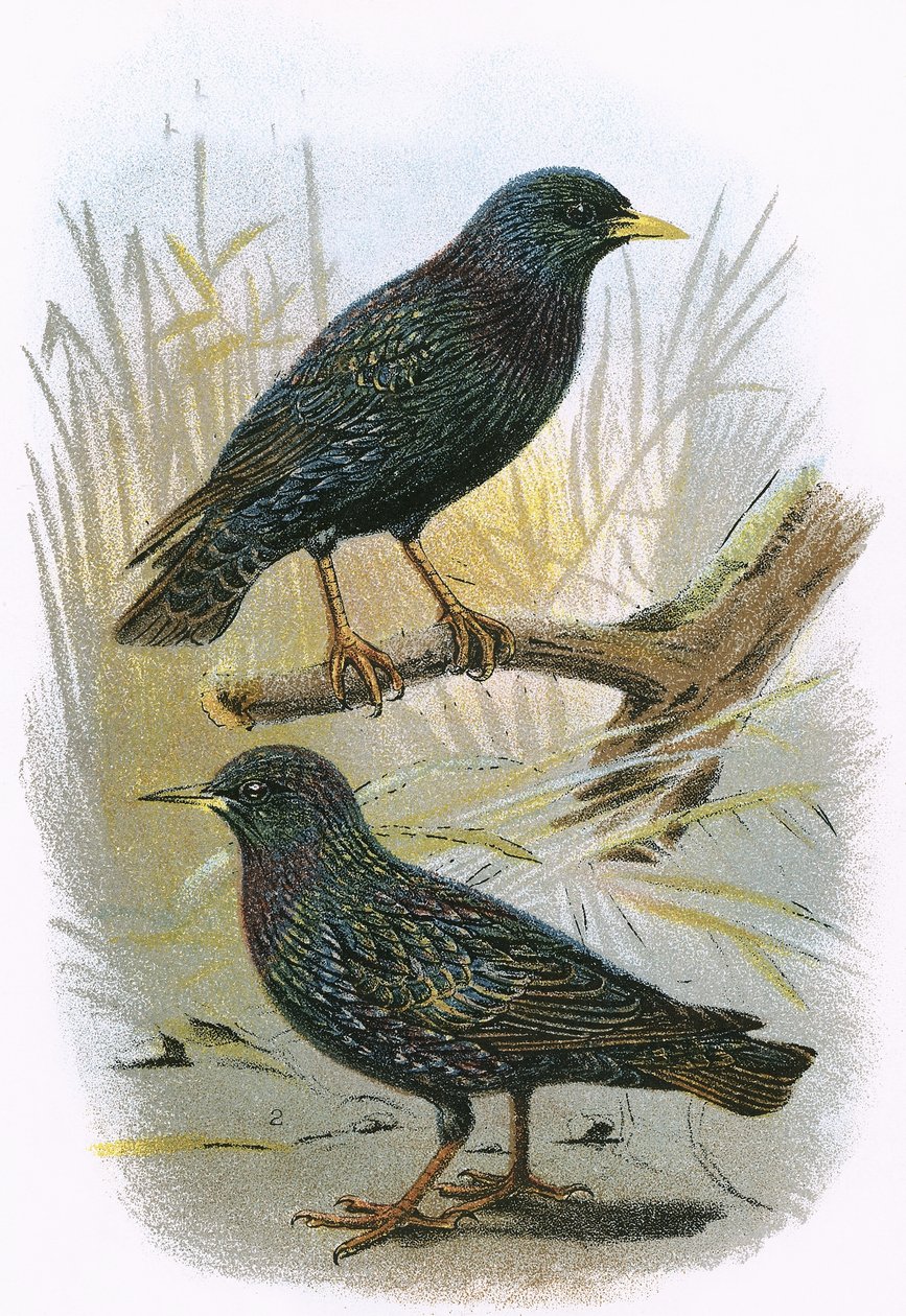 Common Starling and Intermediate Starling by English School