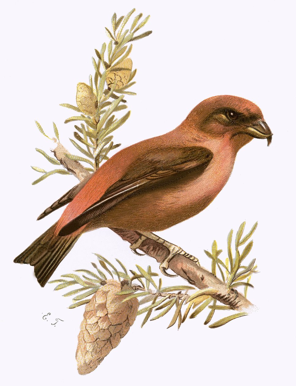 Crossbill by English School