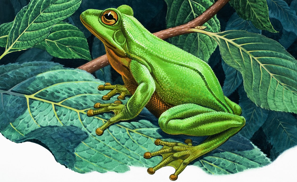 Great Green Tree Frog by English School