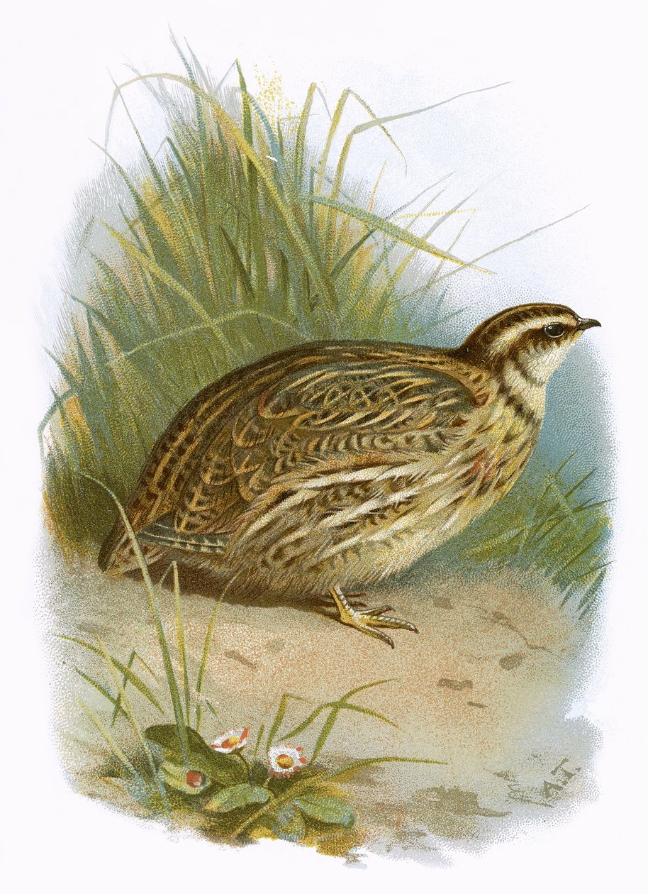 Quail by English School