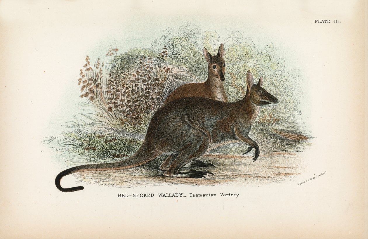 Red-Necked Wallaby, Tasmanian Variety by English School