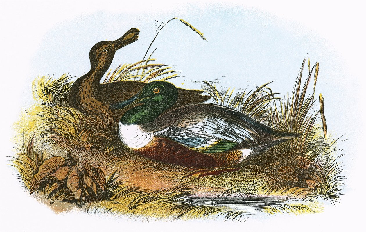 Shoveler by English School