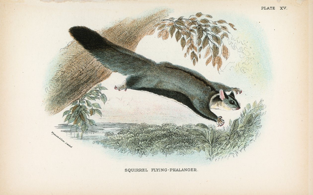 Squirrel Flying-Phalanger by English School