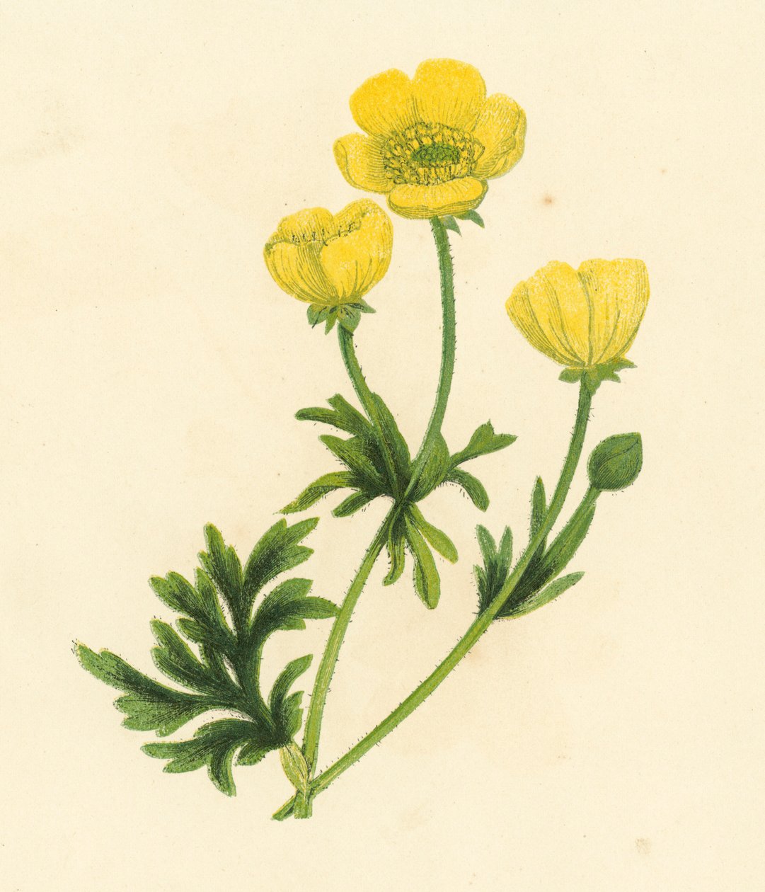 Buttercup, Ranunculus Bulbosus by English School