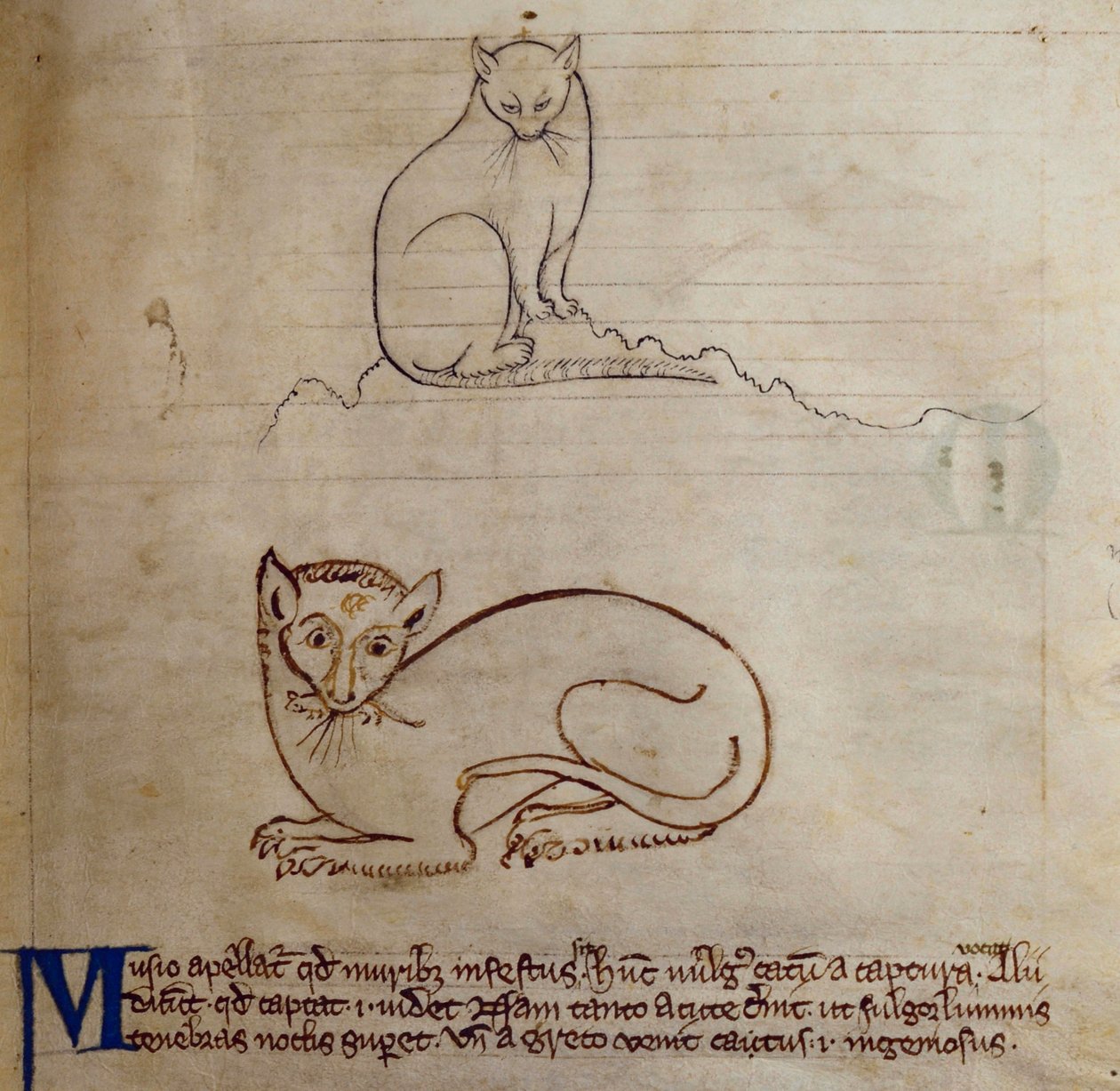 Cat, from Bestiary by English School