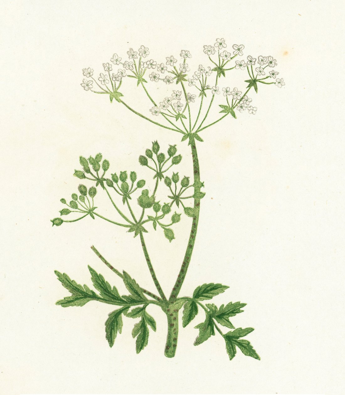 Common Hemlock, Conium Maculatum by English School